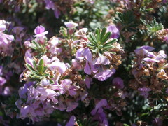 Indigofera flabellata