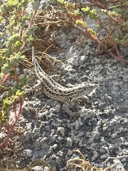 Sceloporus goldmani