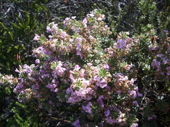 Indigofera flabellata