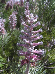 Paranomus bracteolaris