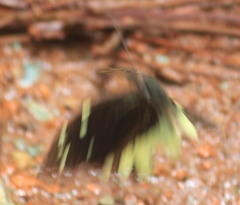 Lieinix nemesis atthis