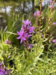 Lythrum salicaria