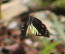 Lieinix nemesis atthis