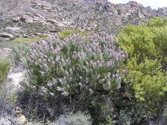 Paranomus bracteolaris