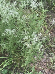 Eupatorium semiserratum