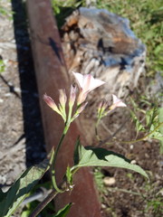 Convolvulus farinosus