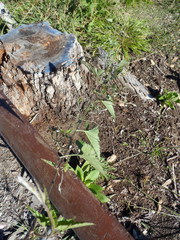 Convolvulus farinosus