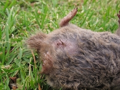 Cryptomys hottentotus