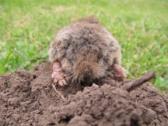 Cryptomys hottentotus