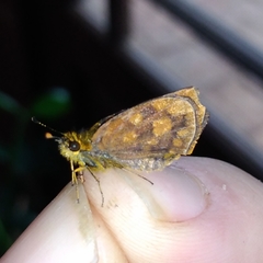 Metisella metis