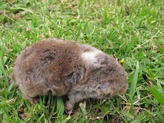 Cryptomys hottentotus