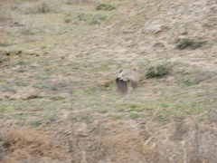 Nothoprocta cinerascens