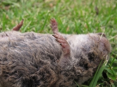 Cryptomys hottentotus