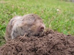 Cryptomys hottentotus