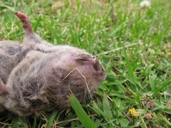 Cryptomys hottentotus