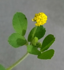 Medicago lupulina
