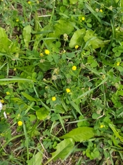 Medicago lupulina