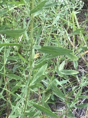 Eupatorium semiserratum
