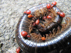 Ectrichodia crux