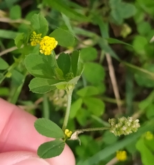 Medicago lupulina