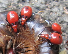 Ectrichodia crux