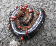 Ectrichodia crux
