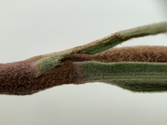 Pyrrocoma scaberula