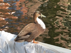 Anas platyrhynchos domesticus