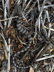 Panamint Alligator Lizard photo 4