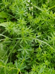 Galium mollugo