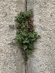 Asplenium ruta-muraria