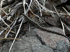 Panamint Alligator Lizard photo 3