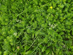 Galium mollugo