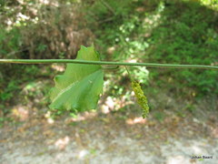 Pyrenacantha scandens