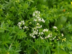 Galium mollugo