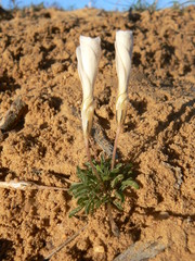 Oxalis argyrophylla - Photo (c) Jacques van der Merwe, algunos derechos reservados (CC BY-SA), subido por Jacques van der Merwe