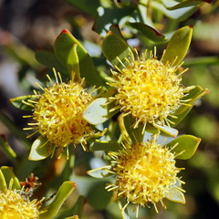 Leucadendron glaberrimum glaberrimum