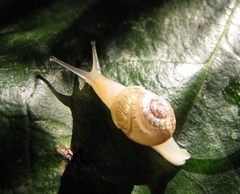 Sheldonia