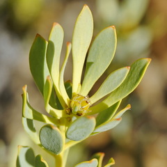 Leucadendron glaberrimum glaberrimum
