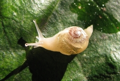 Sheldonia