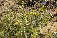 Leucadendron glaberrimum glaberrimum