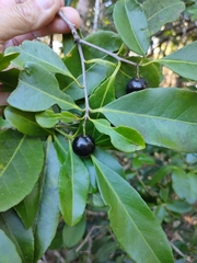 Elaeodendron melanocarpum