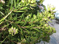 Iberis procumbens procumbens