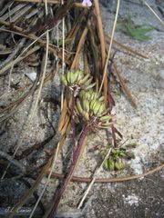 Iberis procumbens procumbens