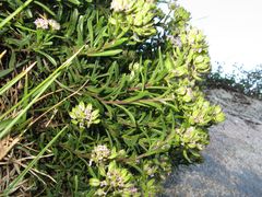 Iberis procumbens procumbens