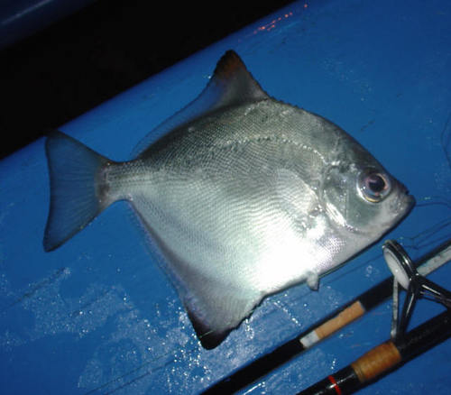 Monodactylus falciformis