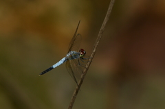 Brachydiplax sobrina