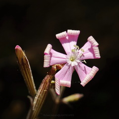 Silene undulata undulata
