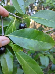 Elaeodendron melanocarpum