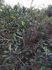 Acrisione denticulata